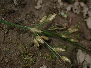 Forked fimbry(Fimbristylis dichotoma)