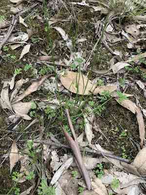 Forked fimbry(Fimbristylis dichotoma)
