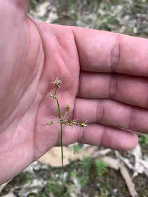 Forked fimbry(Fimbristylis dichotoma)