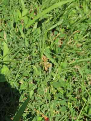 Forked fimbry(Fimbristylis dichotoma)