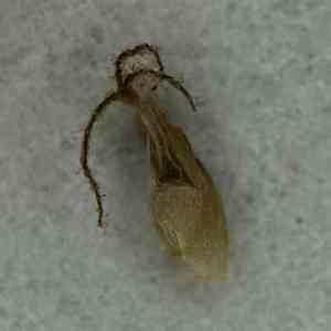 Fimbry(Fimbristylis littoralis)