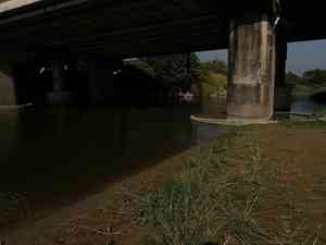 Fimbry(Fimbristylis littoralis)