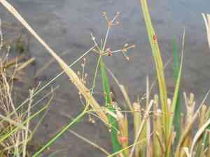 Fimbry(Fimbristylis littoralis)