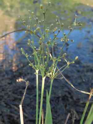 Fimbry(Fimbristylis littoralis)