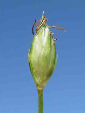 Arrow fimbristyle(Fimbristylis ovata)