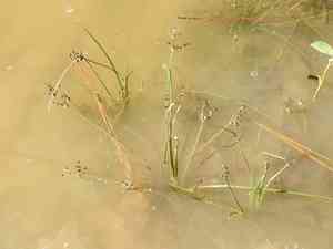 Fiveangle fimbry(Fimbristylis quinquangularis)