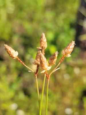 Fewspikelet fluttergrass(Fimbristylis schoenoides)