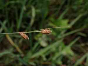 Fewspikelet fluttergrass(Fimbristylis schoenoides)