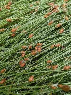 Fewspikelet fluttergrass(Fimbristylis schoenoides)