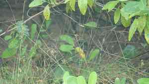 Marsh fimbry(Fimbristylis spadicea)