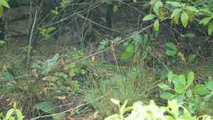 Marsh fimbry(Fimbristylis spadicea)