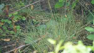 Marsh fimbry(Fimbristylis spadicea)