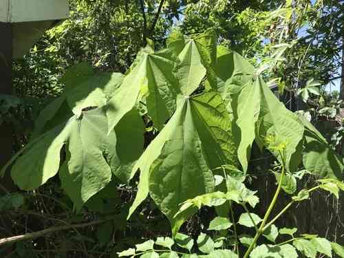 Chinese parasol tree(Firmiana simplex)