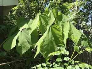 Chinese parasol tree(Firmiana simplex)
