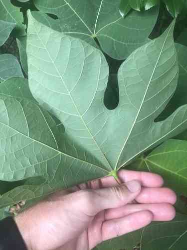 Chinese parasol tree(Firmiana simplex)