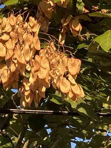 Chinese parasol tree(Firmiana simplex)