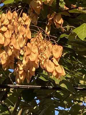 Chinese parasol tree(Firmiana simplex)