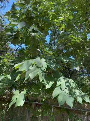 Chinese parasol tree(Firmiana simplex)