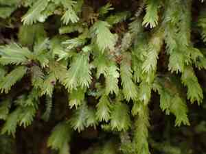 Asplenium fissidens moss(Fissidens asplenioides)