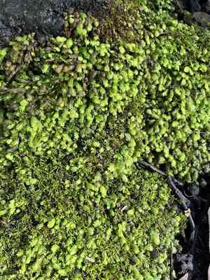 Asplenium fissidens moss(Fissidens asplenioides)