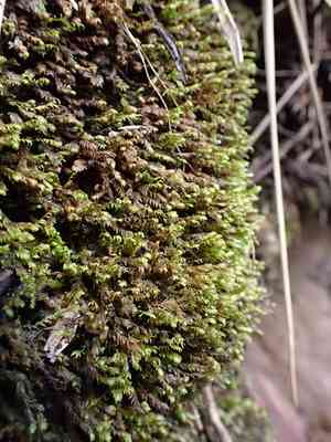 Asplenium fissidens moss(Fissidens asplenioides)
