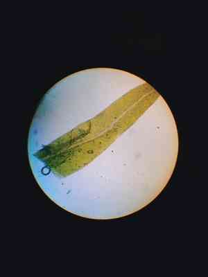 Asplenium fissidens moss(Fissidens asplenioides)