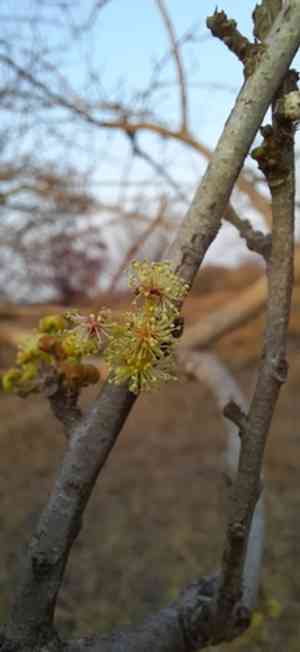 Governor's plum(Flacourtia indica)