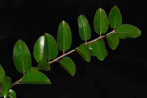 Governor's plum(Flacourtia indica)