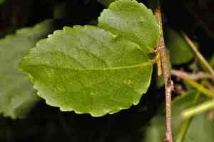 Governor's plum(Flacourtia indica)