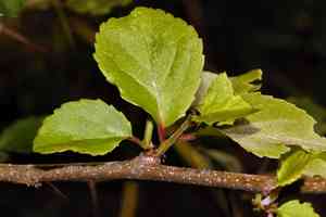 Governor's plum(Flacourtia indica)