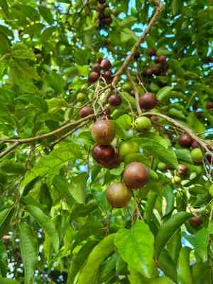 Indian coffee plum(Flacourtia jangomas)