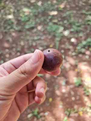 Indian coffee plum(Flacourtia jangomas)