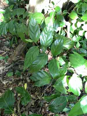 Rukam(Flacourtia rukam)