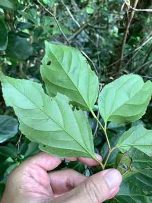 Rukam(Flacourtia rukam)
