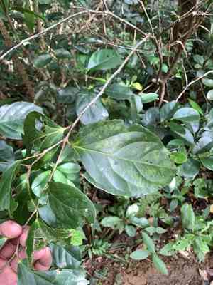 Rukam(Flacourtia rukam)