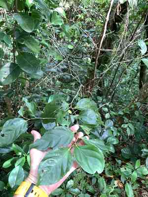 Rukam(Flacourtia rukam)