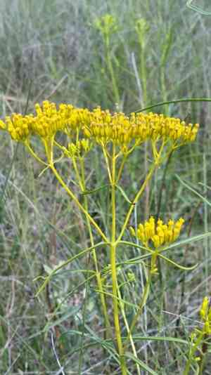 Narrowleaf yellowtops(Flaveria linearis)