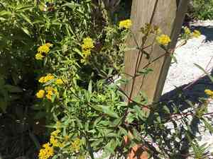 Narrowleaf yellowtops(Flaveria linearis)