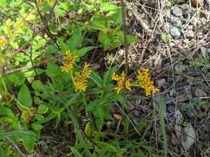 Narrowleaf yellowtops(Flaveria linearis)