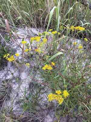 Narrowleaf yellowtops(Flaveria linearis)