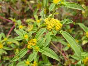 Introduced species(Flaveria trinervia)