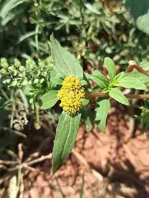 Introduced species(Flaveria trinervia)