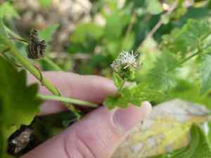 Pink slender-thoroughwort(Fleischmannia incarnata)