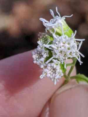 Pink slender-thoroughwort(Fleischmannia incarnata)