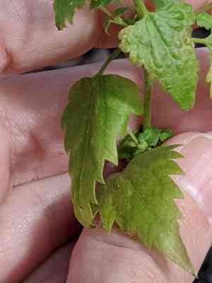 Pink slender-thoroughwort(Fleischmannia incarnata)
