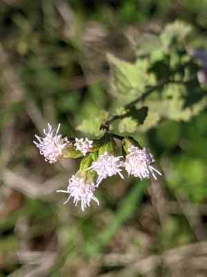 Pink slender-thoroughwort(Fleischmannia incarnata)
