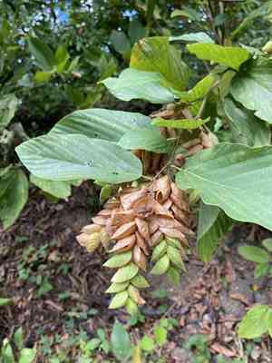 Wild hops(Flemingia strobilifera)