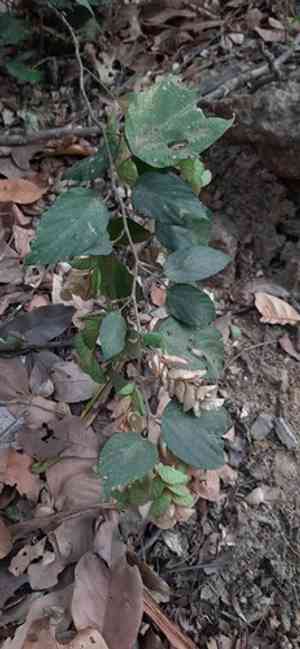 Wild hops(Flemingia strobilifera)