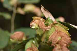 Wild hops(Flemingia strobilifera)