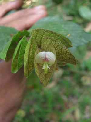Wild hops(Flemingia strobilifera)
